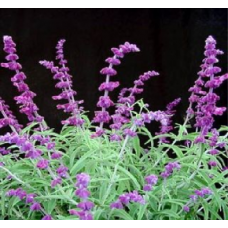 Salvia leucantha Velvet Mexican Bush Sage 1 Plants Velvey Purple flowers